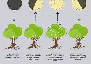 infografía