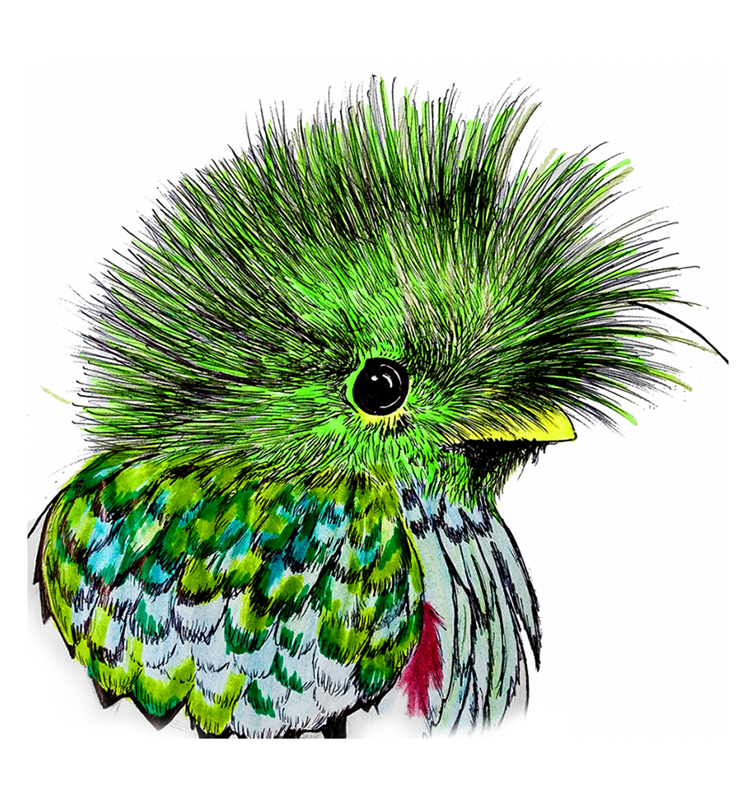 quetzal